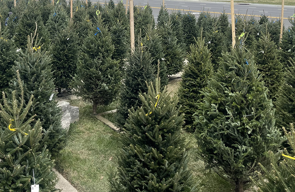 Christmas Trees Maryland